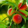 Elberta Peach Tree