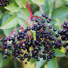 Elderberry Plant