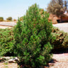 Eldarica Pine