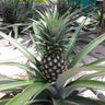 Elite Gold Pineapple