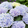 Elizabeth Ashley Hydrangea Shrub