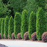 Emerald Green Thuja Tree