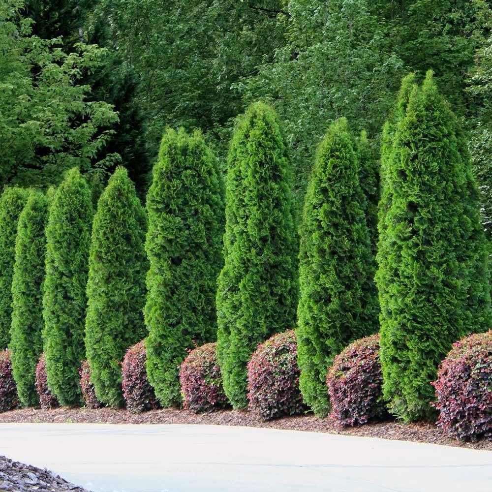 Emerald Green Thuja Arborvitaes For Sale FastGrowingTrees Com   Emeral Green Arborvitae 1 FGT E5727f25 B39d 4190 A459 7a83560b1dd1 1024x1024 