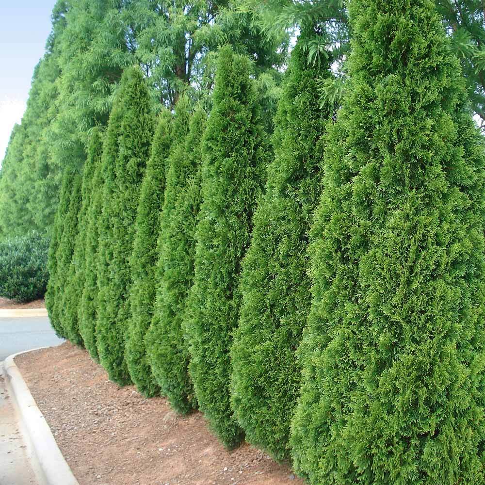 Emerald Green Thuja Arborvitaes For Sale 