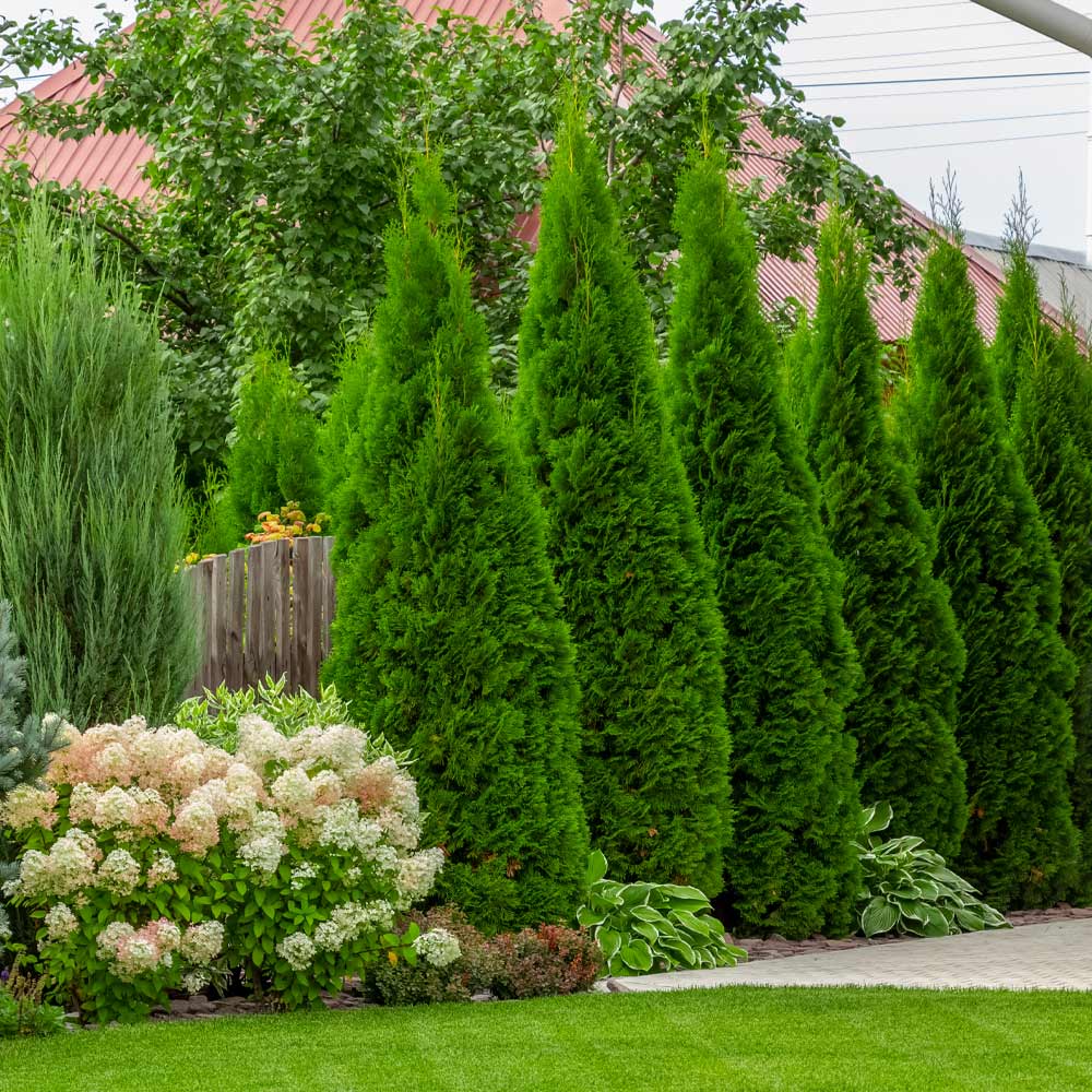 Buy Emerald Green Arborvitae Online