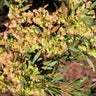 Emerald Ice Green Hopbush Shrub