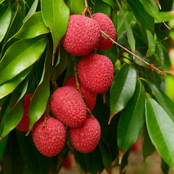 Emperor Lychee Tree