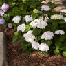 Endless Summer® Blushing Bride Reblooming Hydrangea Shrub