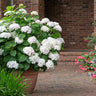 Endless Summer® Blushing Bride Reblooming Hydrangea Shrub