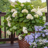 Endless Summer® Blushing Bride Reblooming Hydrangea Shrub