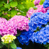 Endless Summer® The Original Reblooming Hydrangea