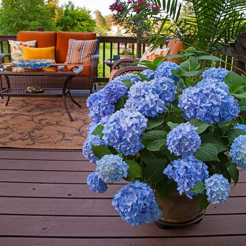 Mountain Hydrangeas Varieties