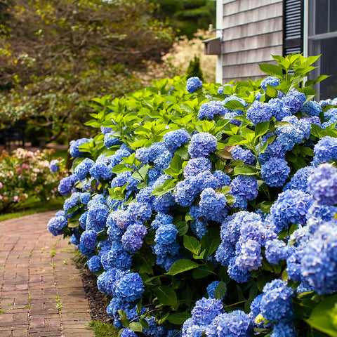 Mophead Hydrangeas