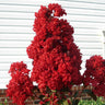 Enduring Summer Crape Myrtle