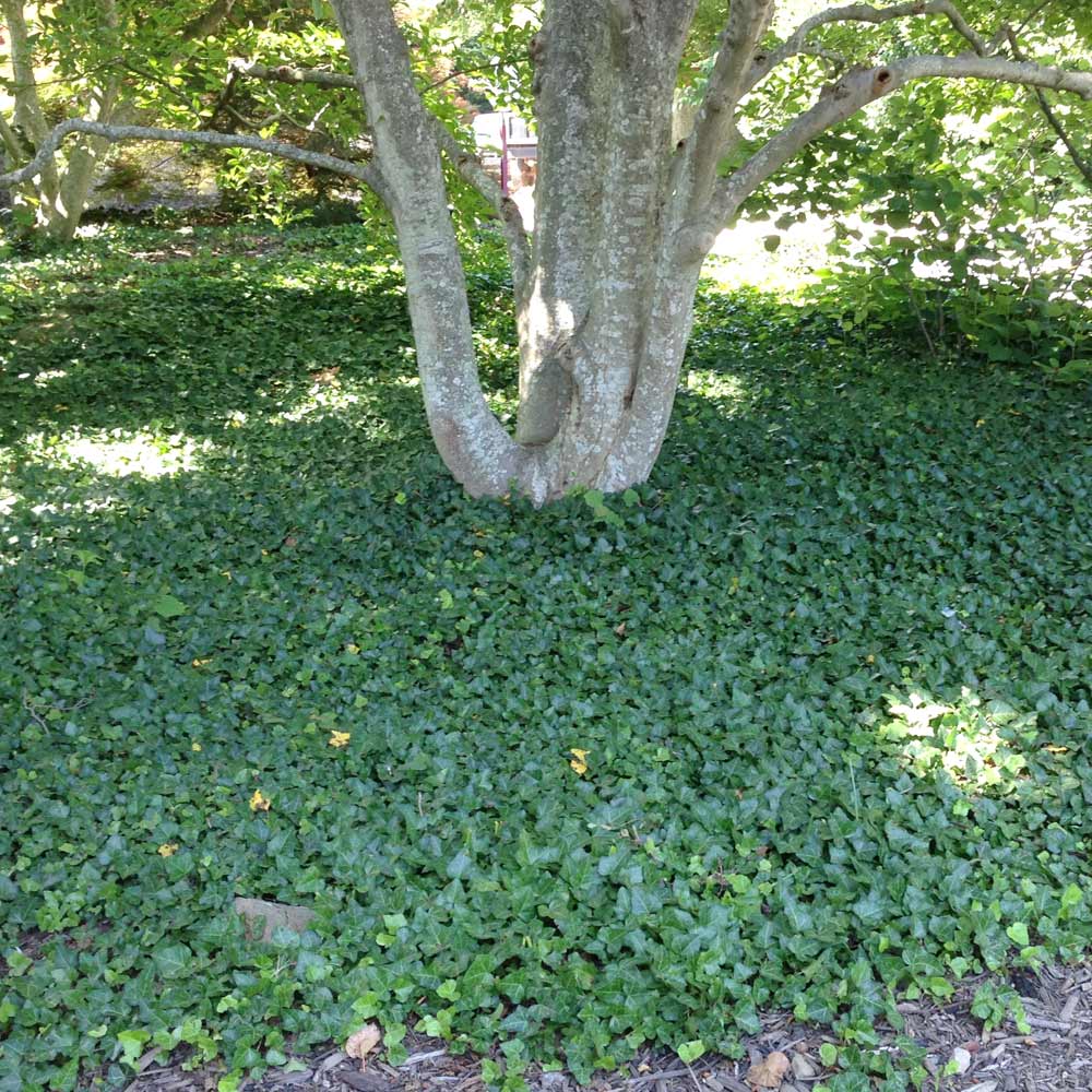 English Ivy Vine