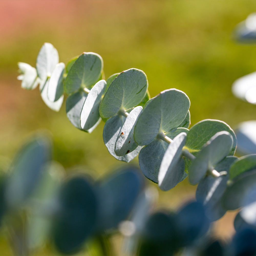 Air-Pot Kits - Hardy Eucalyptus