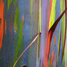 Rainbow Eucalyptus Tree