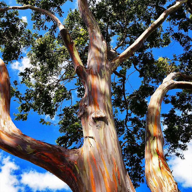 Rainbow Eucalyptus Tree