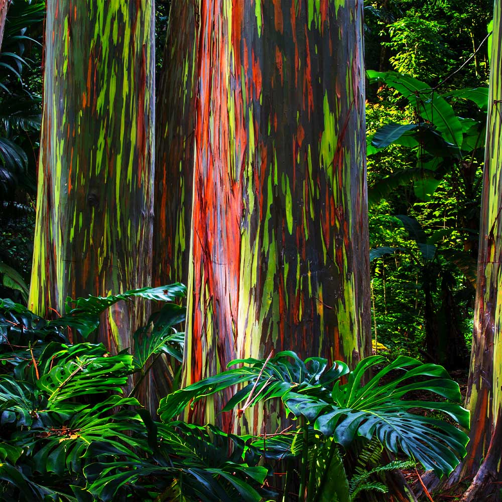 Rainbow eucalyptus trees for deals sale