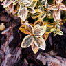 Emerald N' Gold Wintercreeper Euonymus