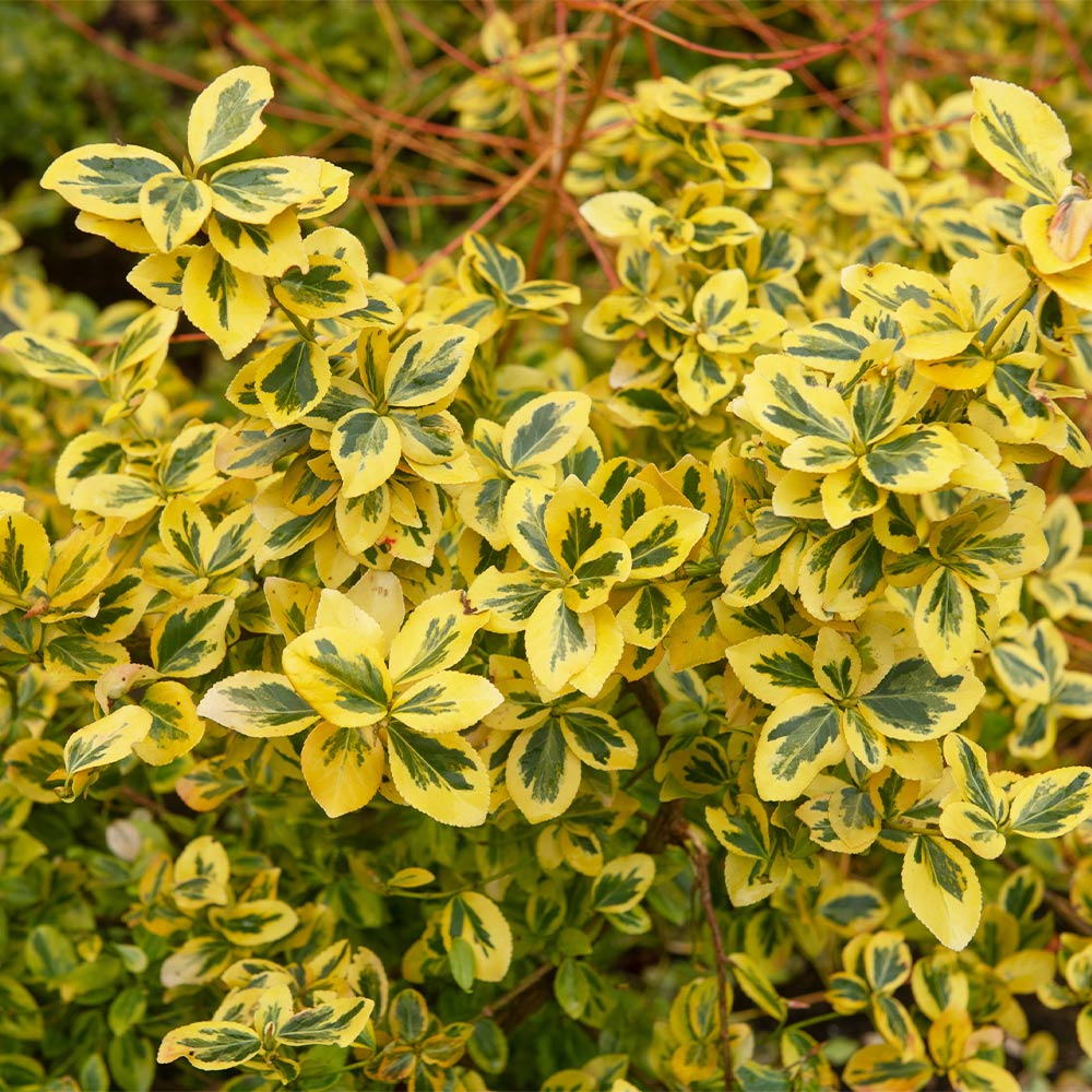 Emerald N' Gold Wintercreeper Euonymus