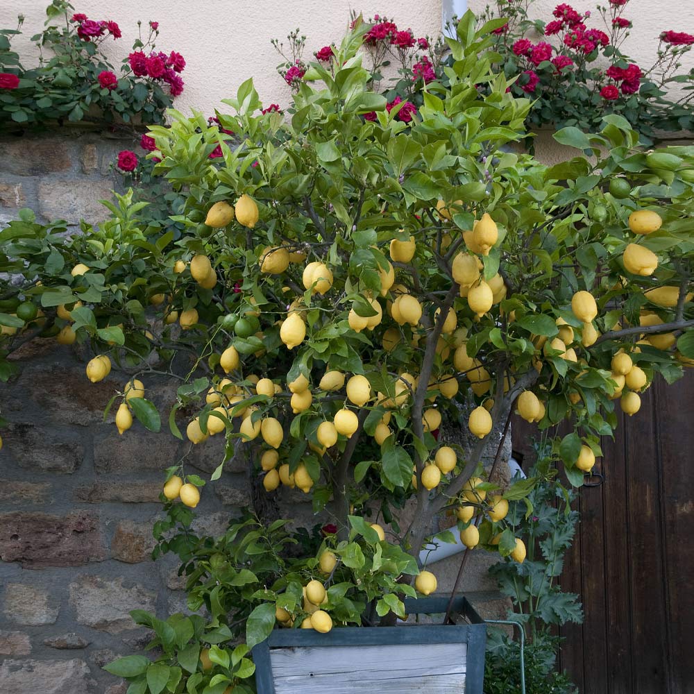 Eureka Lemon Tree