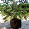 European Fan Palm Tree