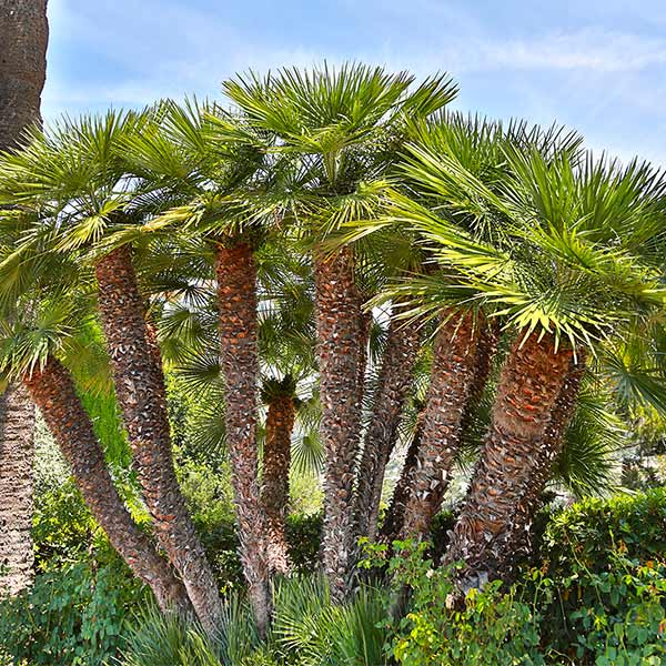 European Fan Palm Tree