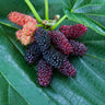 Everbearing Mulberry Bush