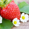 Everbearing Strawberry - USDA Organic