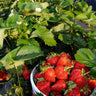 Everbearing Strawberry Bush