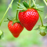 Everbearing Strawberry Bush