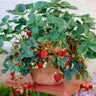 Everbearing Strawberry Bush