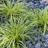 Carex Evergold (Japanese Sedge)