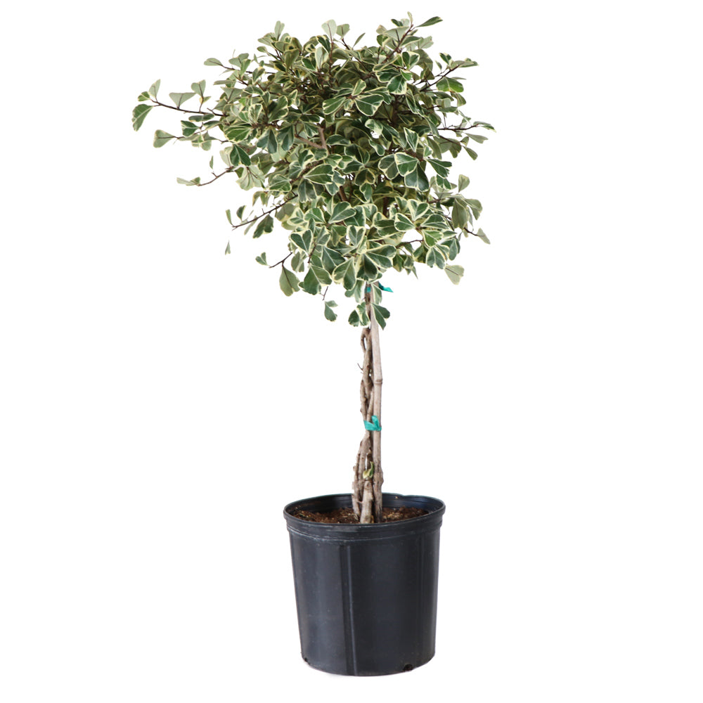 Variegated Triangle Ficus Trees for Sale | FastGrowingTrees.com
