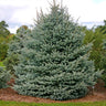 Fat Albert Colorado Blue Spruce Tree