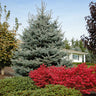 Fat Albert Colorado Blue Spruce Tree