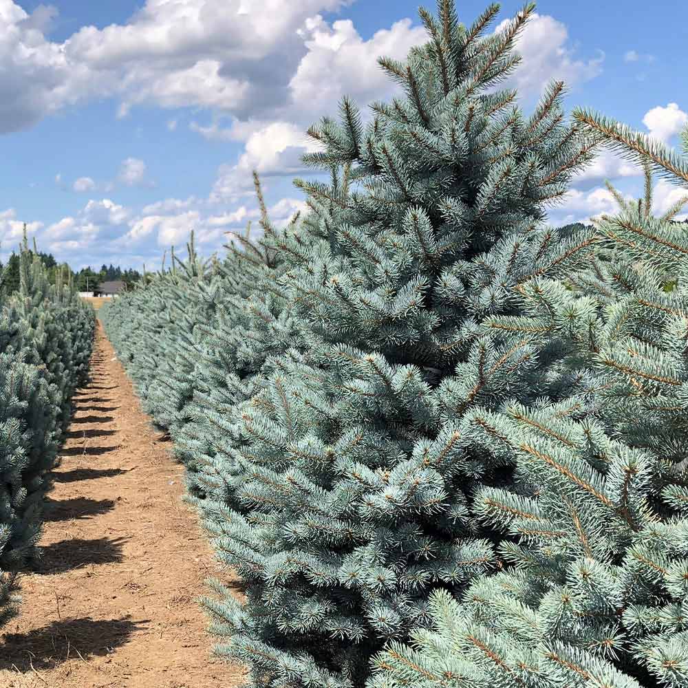 Blue Wonder Spruce Tree