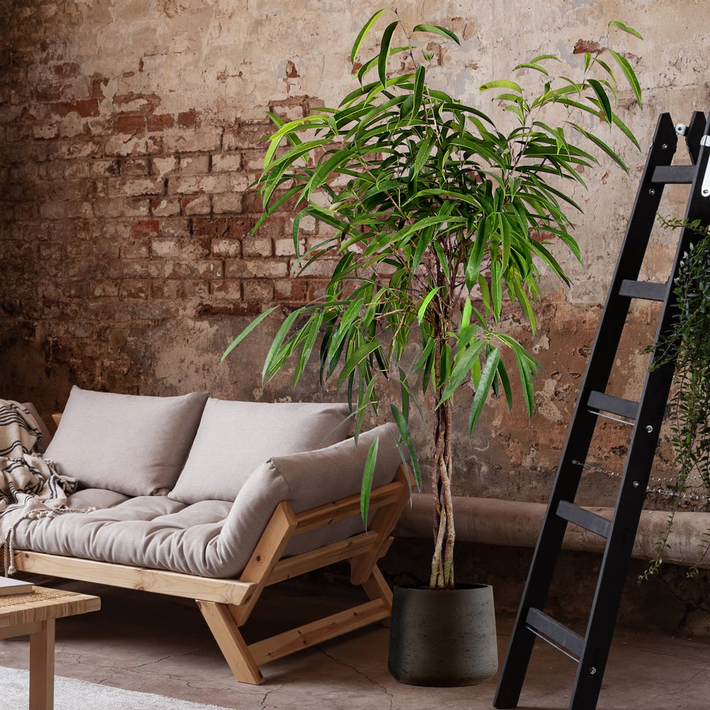 Ficus Artificial Varigata 200 cm - Envío en 24h – korashop