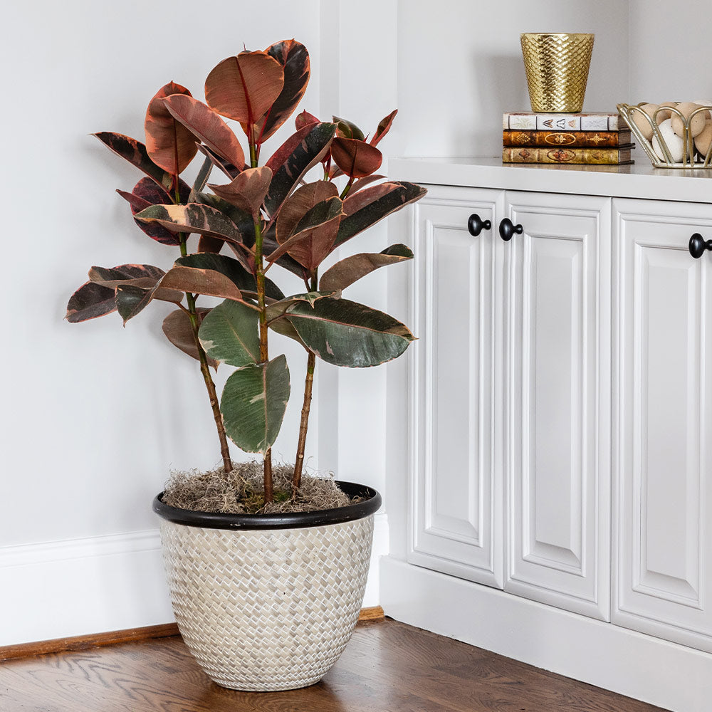 Ficus Ruby (Variegated Rubber Plant)