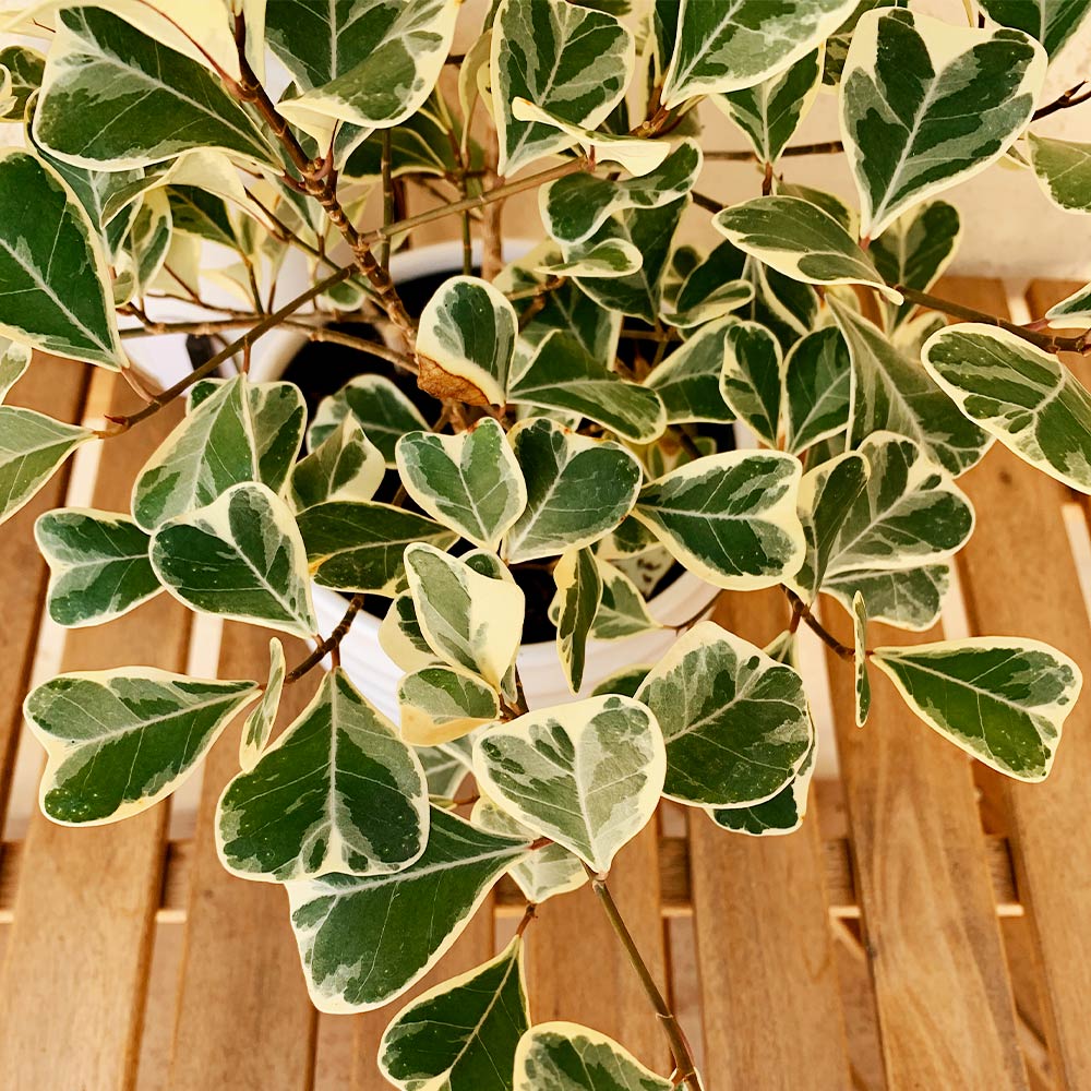 Variegated Ficus Triangularis