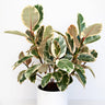 Ficus Tineke