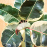 Ficus Tineke