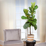 Fiddle-Leaf Fig Tree