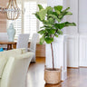 Fiddle-Leaf Fig Tree