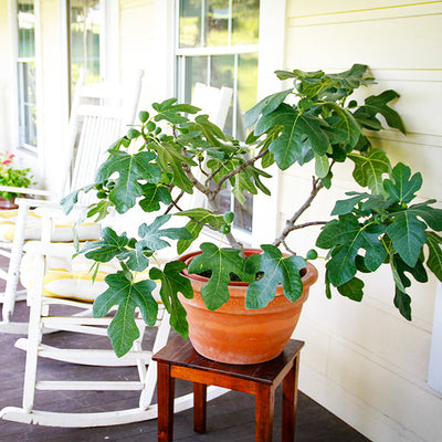 Fig Trees: Everything You Ever Wanted to Know – FastGrowingTrees.com