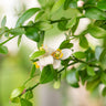 Australian Finger Lime Tree