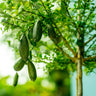 Australian Finger Lime Tree