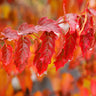 Flame Amur Dwarf Maple Tree