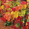 Flame Thrower® Redbud Tree